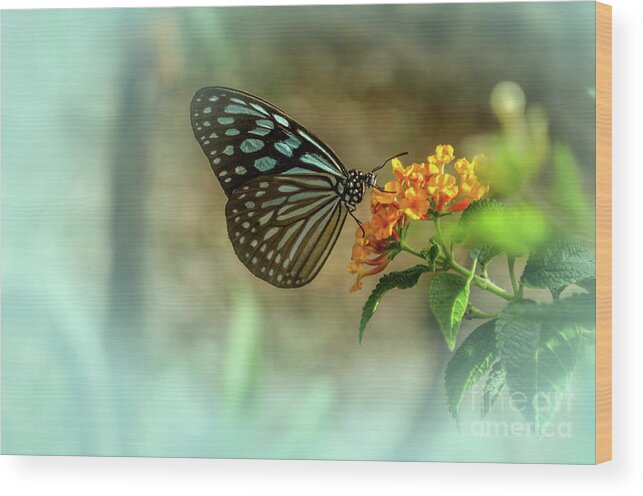 Michelle Meenawong Wood Print featuring the photograph Blue Glassy Tiger Butterfly by Michelle Meenawong