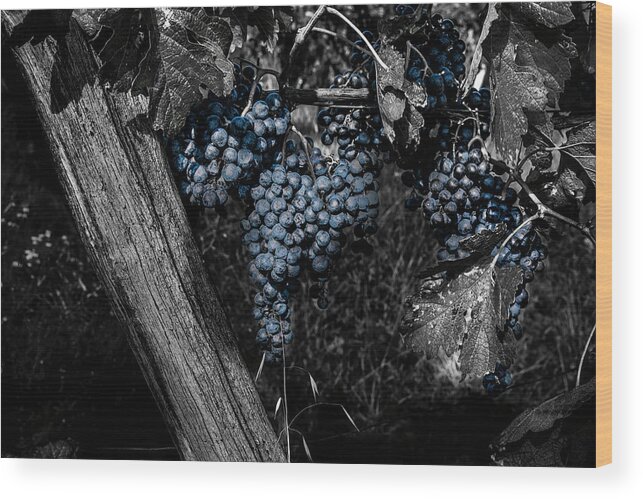 Composite Wood Print featuring the photograph Blue Grapes 2 by Wolfgang Stocker