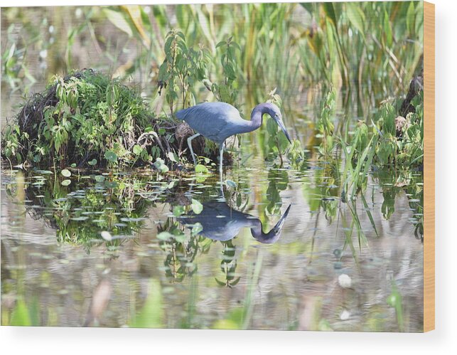 Blue Heron Wood Print featuring the photograph Blue Heron Fishing in a Pond in Bright Daylight by Artful Imagery