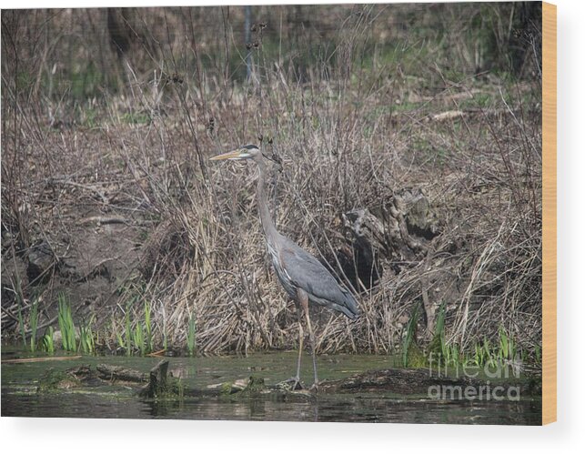 Blue Heron Wood Print featuring the photograph Blue Heron Stalking Dinner by David Bearden