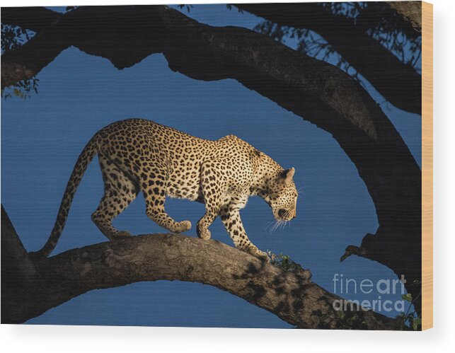 Elephant Plains Wood Print featuring the photograph Blue Hour Leopard by Jennifer Ludlum