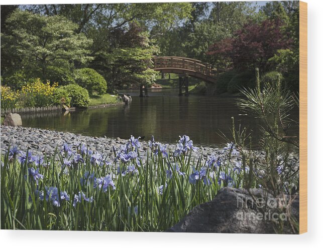 Garden Wood Print featuring the photograph Blue Iris by Andrea Silies