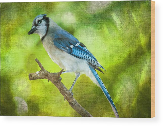 Bird Wood Print featuring the photograph Blue Jay by Cathy Kovarik