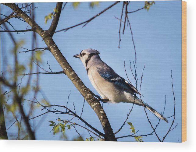 Wildlife Wood Print featuring the photograph Blue Jay by John Benedict
