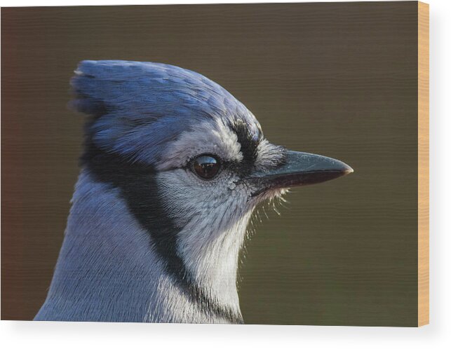 Autumn Wood Print featuring the photograph Blue Jay Portrait by Mircea Costina Photography