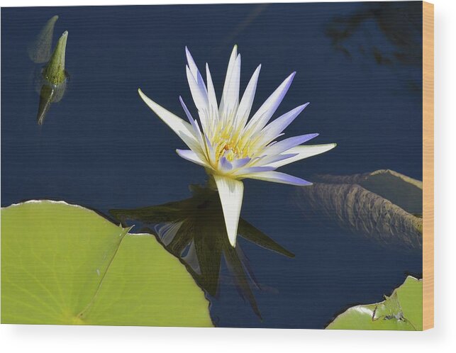 Longwood Gardens Wood Print featuring the photograph Blue Lotus by Tana Reiff