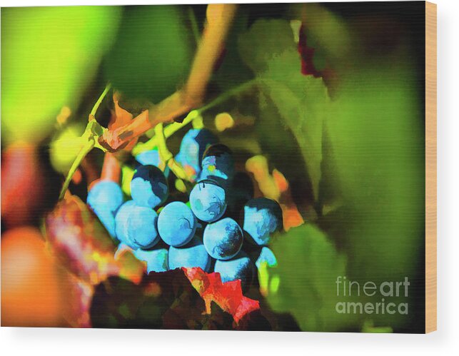 Grapes Portugal Druro Valley Wood Print featuring the photograph Blue Love by Rick Bragan