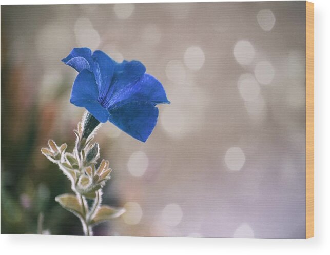 Art Wood Print featuring the photograph Blue Morning Glory by Joan Han