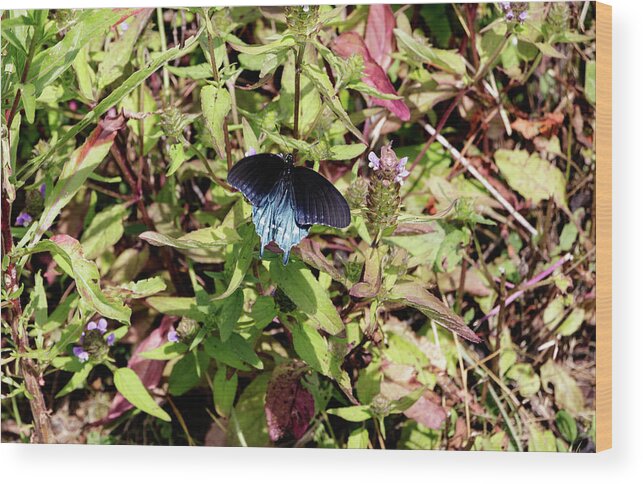 Butterfly Wood Print featuring the photograph Blue Ridge Butterflies 2 by Matt Sexton