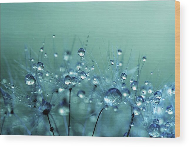Dandelion Wood Print featuring the photograph Blue Shower by Sharon Johnstone