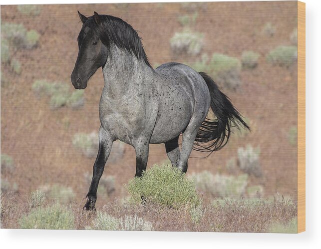 Wild Horse Wood Print featuring the photograph Blue surprise by John T Humphrey