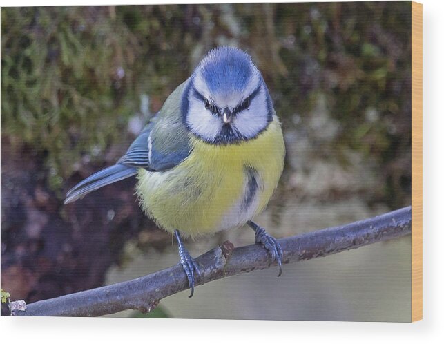 2017 Wood Print featuring the photograph Blue Tit by Jean-Luc Baron