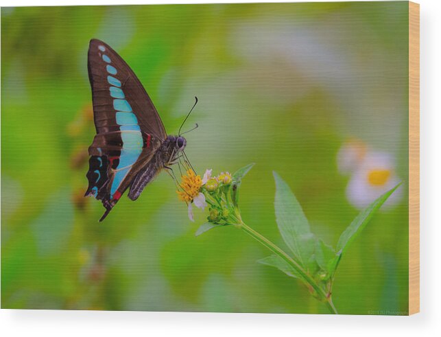 Blue Triangle Wood Print featuring the photograph Blue Triangle Butterfly on Okuma by Jeff at JSJ Photography