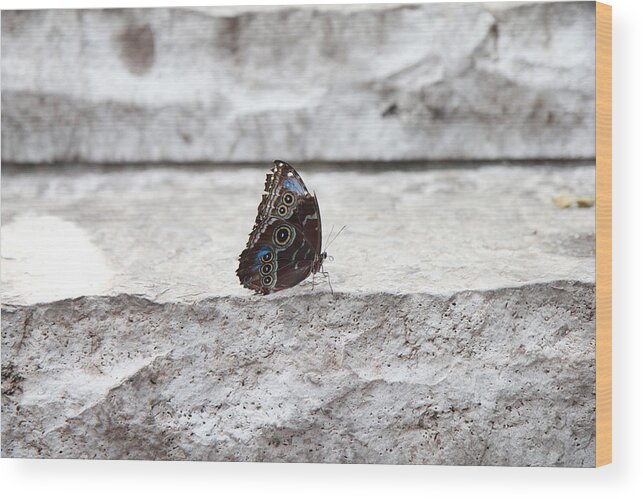 Butterfly Wood Print featuring the photograph Blue Velvet by Christine Chin-Fook