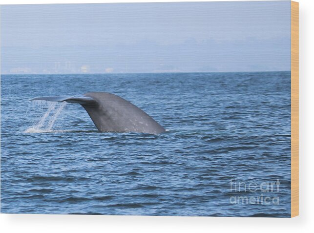 Blue Whale Wood Print featuring the photograph Blue Whale Tail Flop by Suzanne Luft