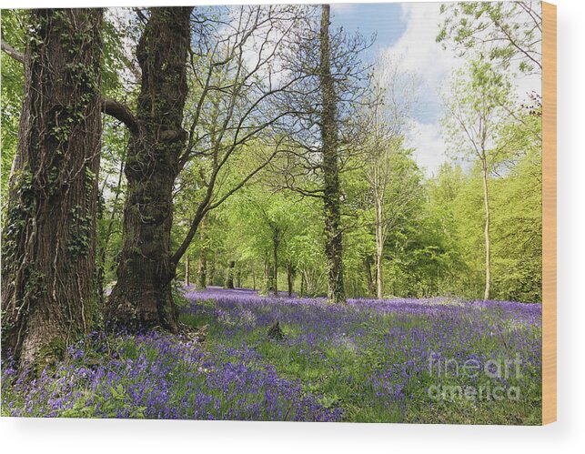 Bluebell Wood Print featuring the photograph Bluebell Season by Terri Waters