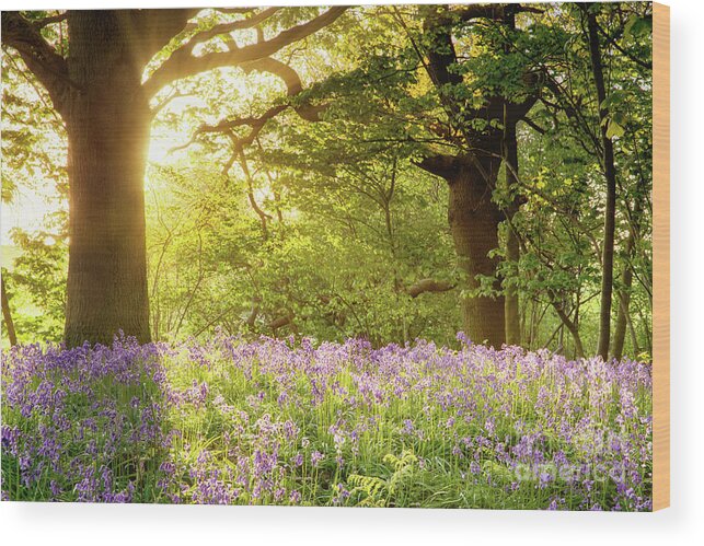 Bluebells Wood Print featuring the photograph Bluebell wood with magical morning sunrise by Simon Bratt