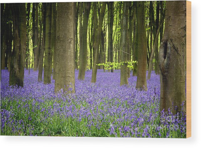 April Wood Print featuring the photograph Bluebells by Jane Rix