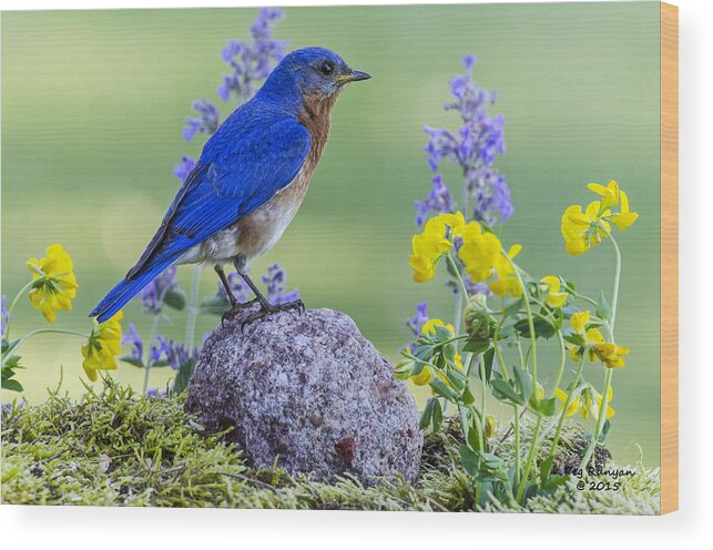 Bird Wood Print featuring the photograph Bluebird Amongst the Flowers by Peg Runyan