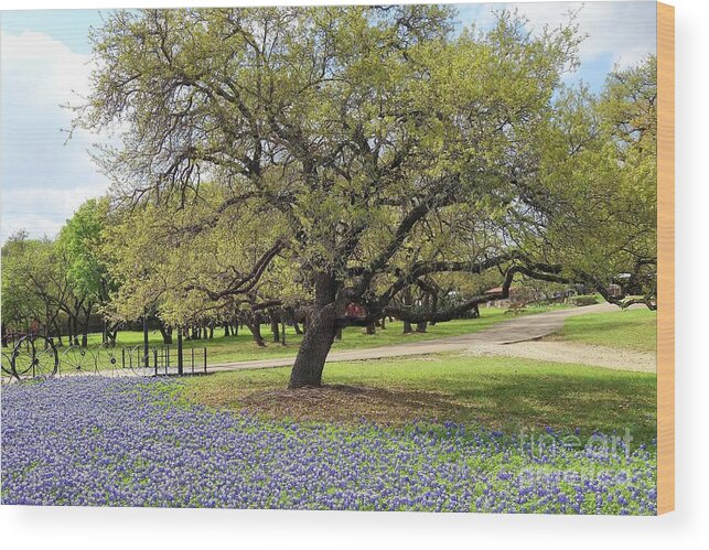 Bluebonnets Wood Print featuring the photograph Bluebonnet Time in Texas by Janette Boyd