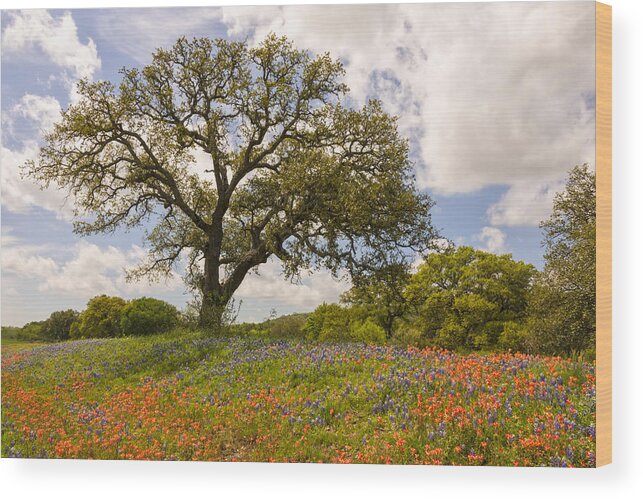 Bluebonnet Wood Print featuring the photograph Bluebonnets Paintbrush and An Old Oak Tree - Texas Hill Country by Brian Harig