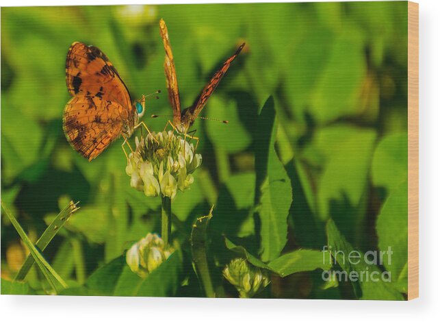 Butterfly Wood Print featuring the photograph Bluehead Butterfly by Metaphor Photo