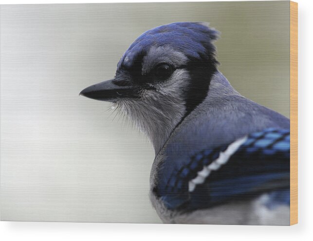 Bluejay Wood Print featuring the photograph Bluejay by Mike Martin