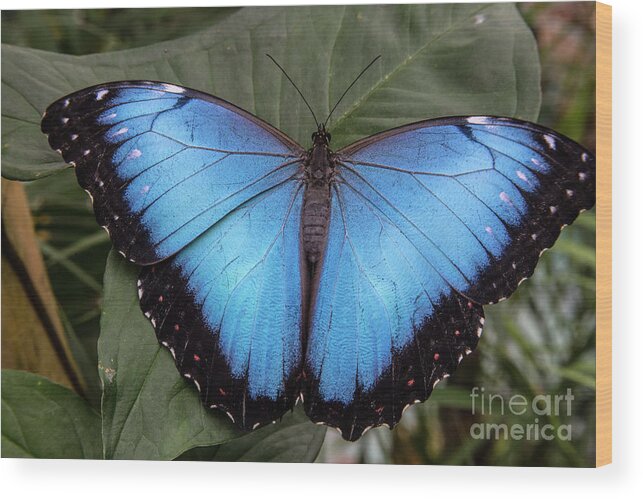 Jungle Wood Print featuring the photograph Blue Morph by Kathy McClure