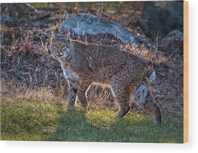 Bobcat Wood Print featuring the photograph Bobcat by Bill Wakeley