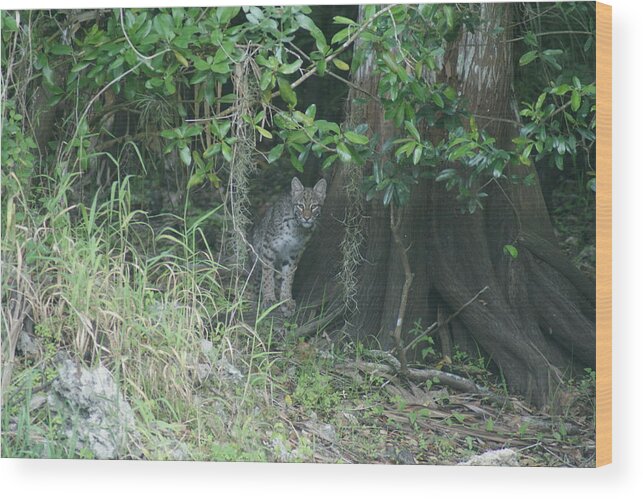 Bobcat Wood Print featuring the photograph Bobcat in the Everglades by Lindsey Floyd