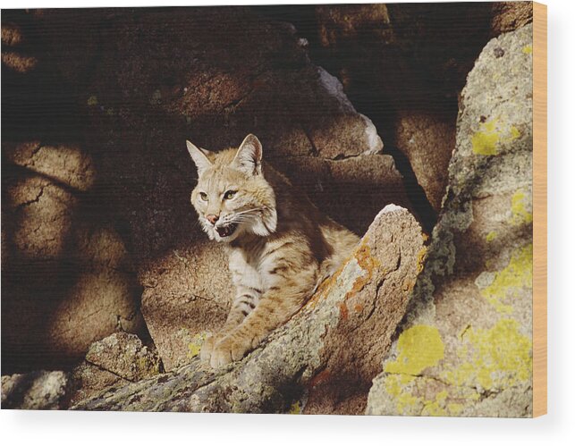Mp Wood Print featuring the photograph Bobcat Lynx Rufus Portrait On Rock by Gerry Ellis