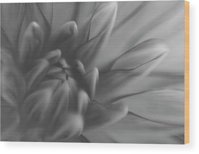 Dahlia Wood Print featuring the photograph Bohemain Rhapsody Monochrome by Teresa Wilson