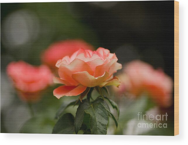 Oregon Wood Print featuring the photograph Bokeh Roses by Nick Boren