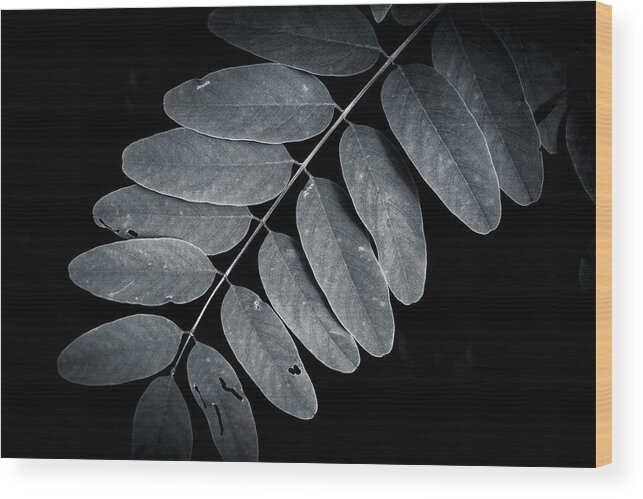 Leaves Wood Print featuring the photograph Bold Branch by Andy Smetzer