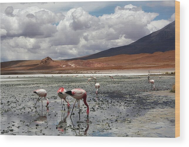 Flamingo Wood Print featuring the photograph Bolivian Landscape by Aidan Moran