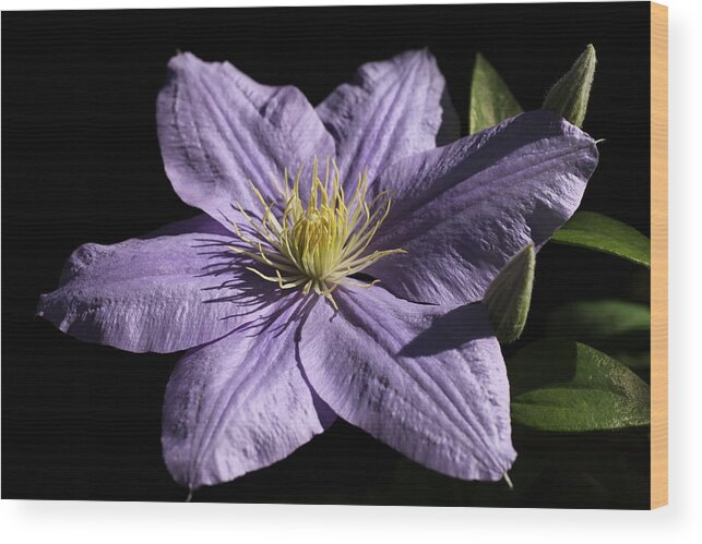 Abundant Wood Print featuring the photograph Bonanza Clematis by Tammy Pool