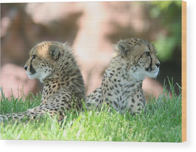 Young Cheetahs Wood Print featuring the photograph Bookends by David Barker