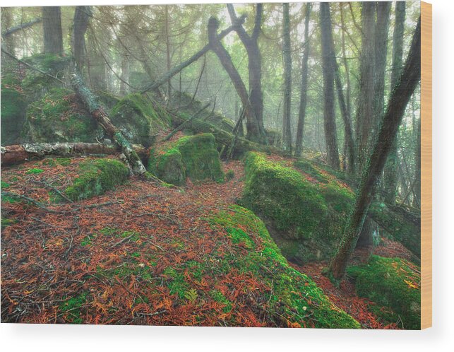 Boulder Wood Print featuring the photograph Boreal Forest by Jakub Sisak