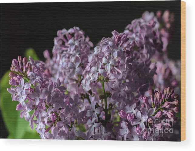 Lilacs Wood Print featuring the photograph Bouquet of Lilacs by Tamara Becker