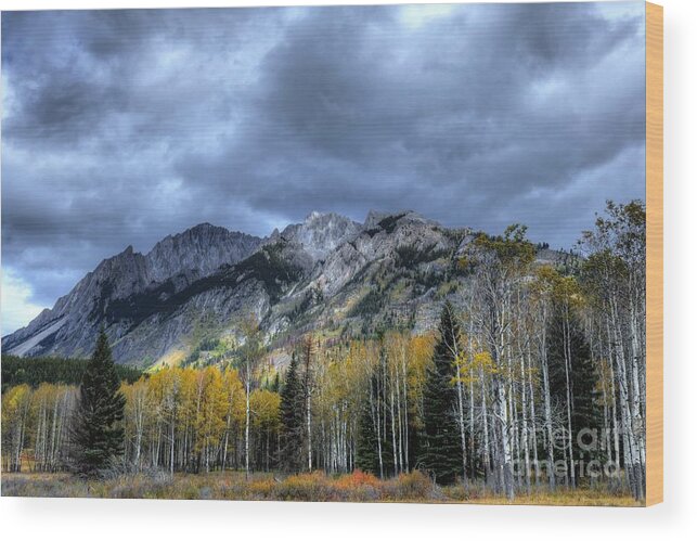 Animals Wood Print featuring the photograph Bow Valley Parkway Banff National Park Alberta Canada IV by Wayne Moran