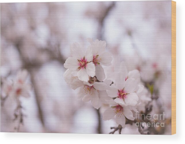 Blossoms Wood Print featuring the photograph Branch Blossoms by Ana V Ramirez