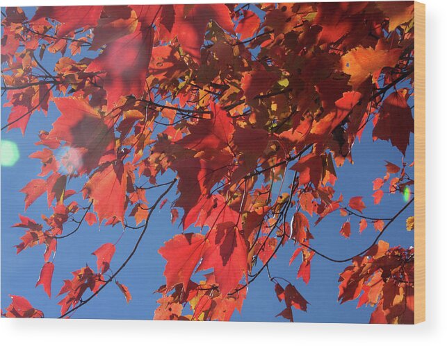 Dry Wood Print featuring the photograph Branches of red maple leaves on clear sky background by Emanuel Tanjala