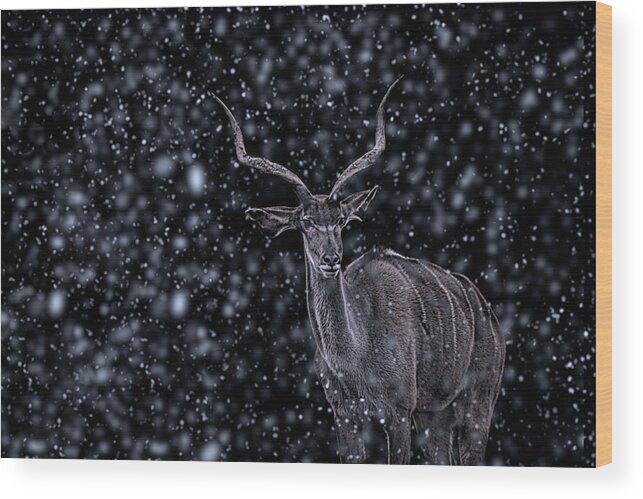 Winter Wood Print featuring the photograph Braving the Blizzard by Martin Newman