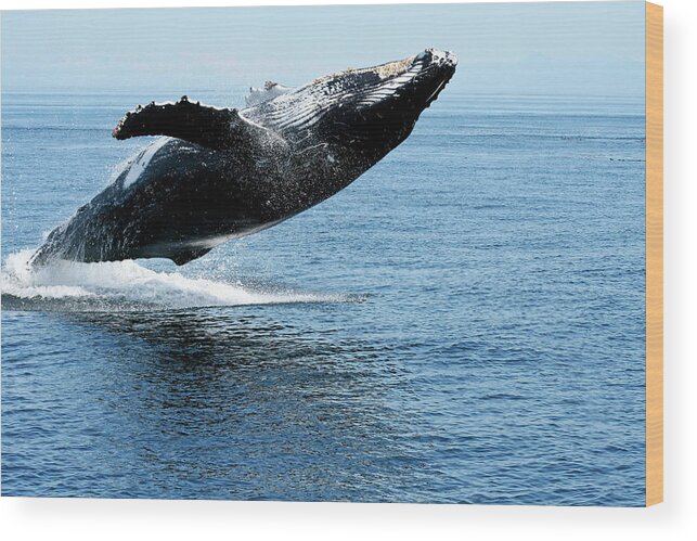 Alaska Wood Print featuring the photograph Breaching humpback whales Happy-2 by Steve Darden