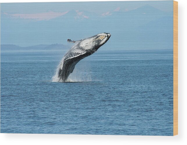 Alaska Wood Print featuring the photograph Breaching humpback whales Happy-3 by Steve Darden