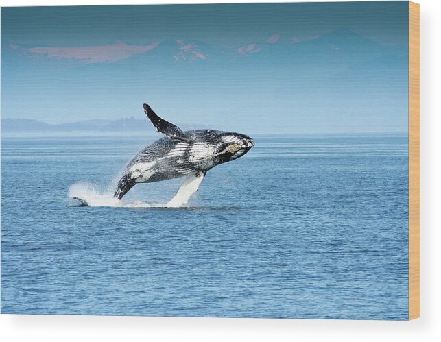 Alaska Wood Print featuring the photograph Breaching humpback whales Happy-4 by Steve Darden