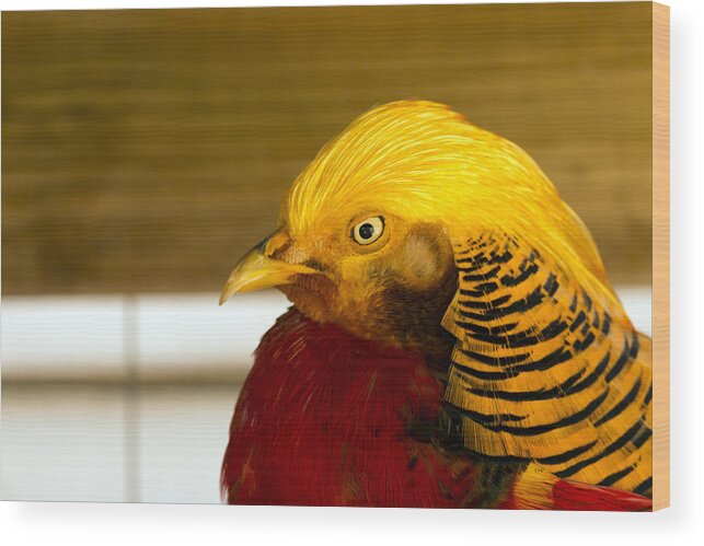 Bird Wood Print featuring the photograph Bright Bird by Travis Rogers