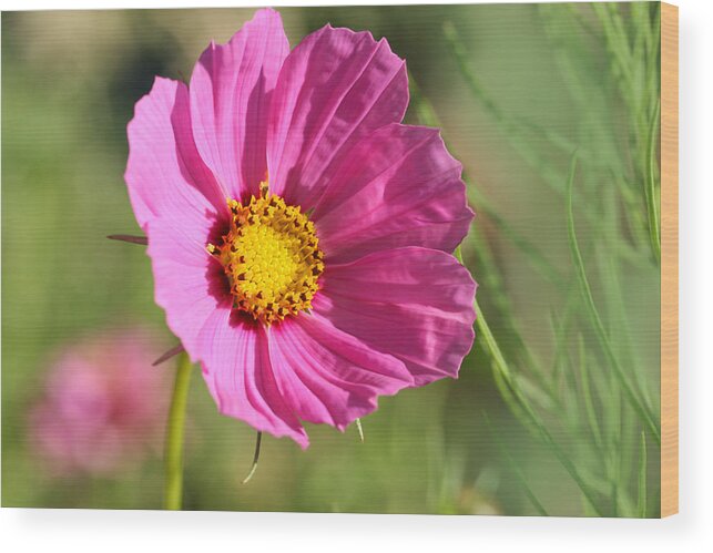 Bright Wood Print featuring the photograph Bright Blossom Cosmo by Tammy Pool