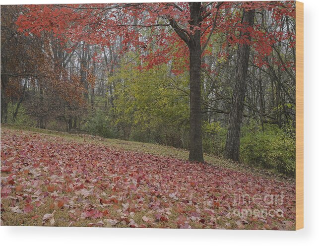 Red Maple Tree Wood Print featuring the photograph Bright Red Maple Tree by Tamara Becker