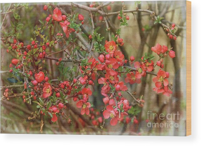 Japanese Quince Wood Print featuring the photograph Brighten my garden by Yumi Johnson